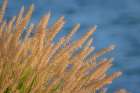 USA-Washington State-Seabeck Ornamental grasses and background water Art Print